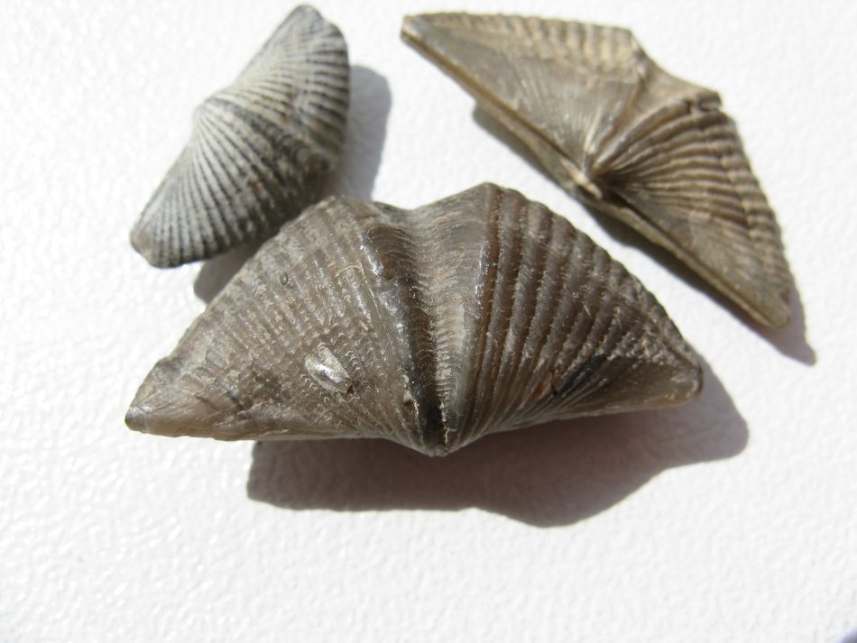 three brachiopods shells