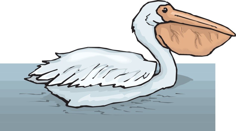 İllustration of Swimming Pelican
