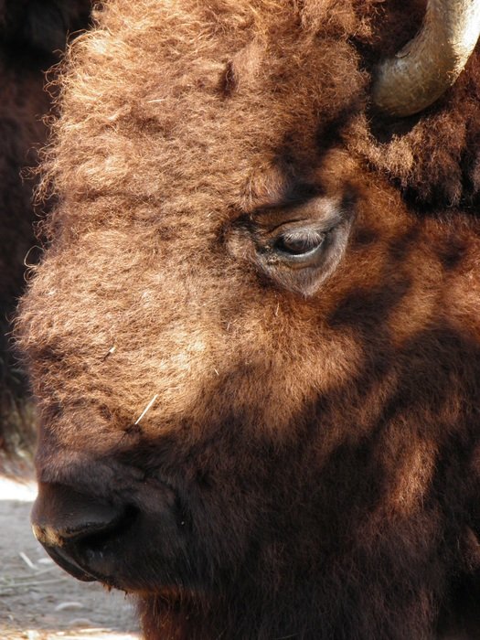 big bison in Prague Zoo