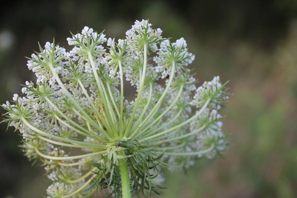 umbel of a wild carrot