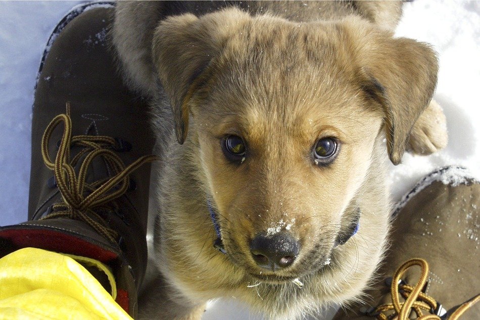 cute puppy in winter close up near the feet