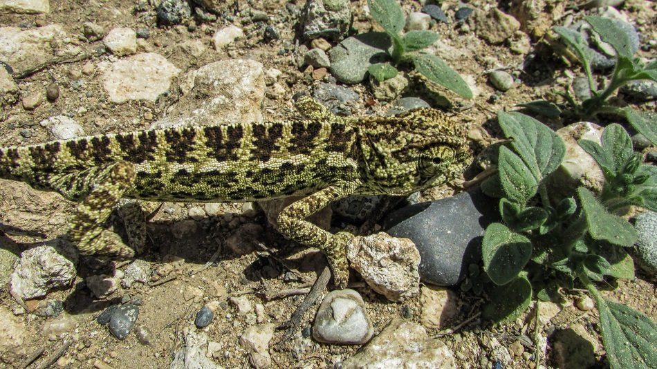 chameleon in wildlife