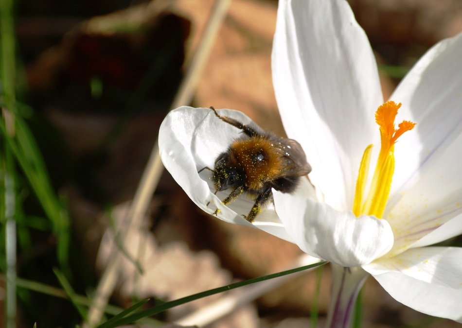 Close-up of the hummel on the white flower