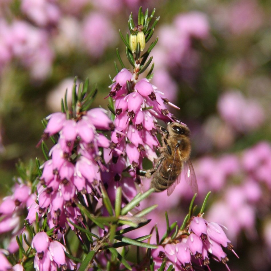honey bee on heather