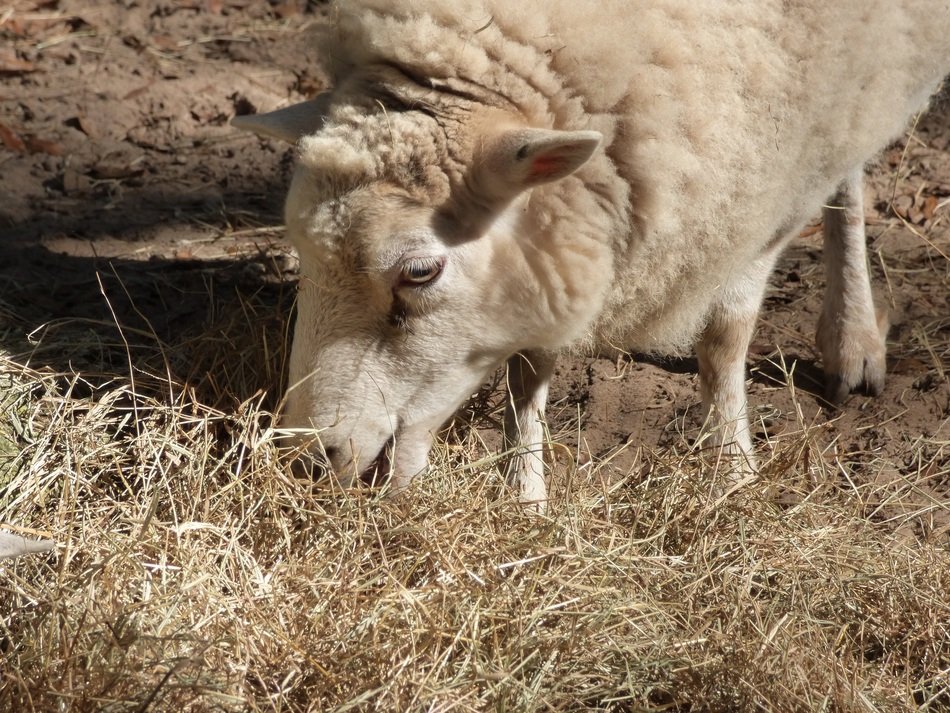 sheep on the farm
