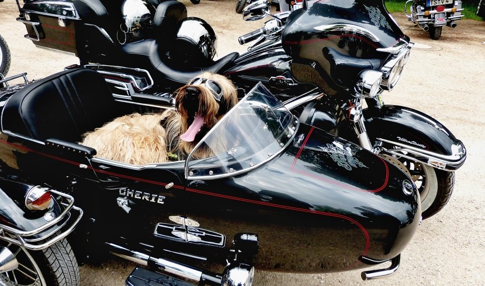 Peaceful Dog in Motorcycle
