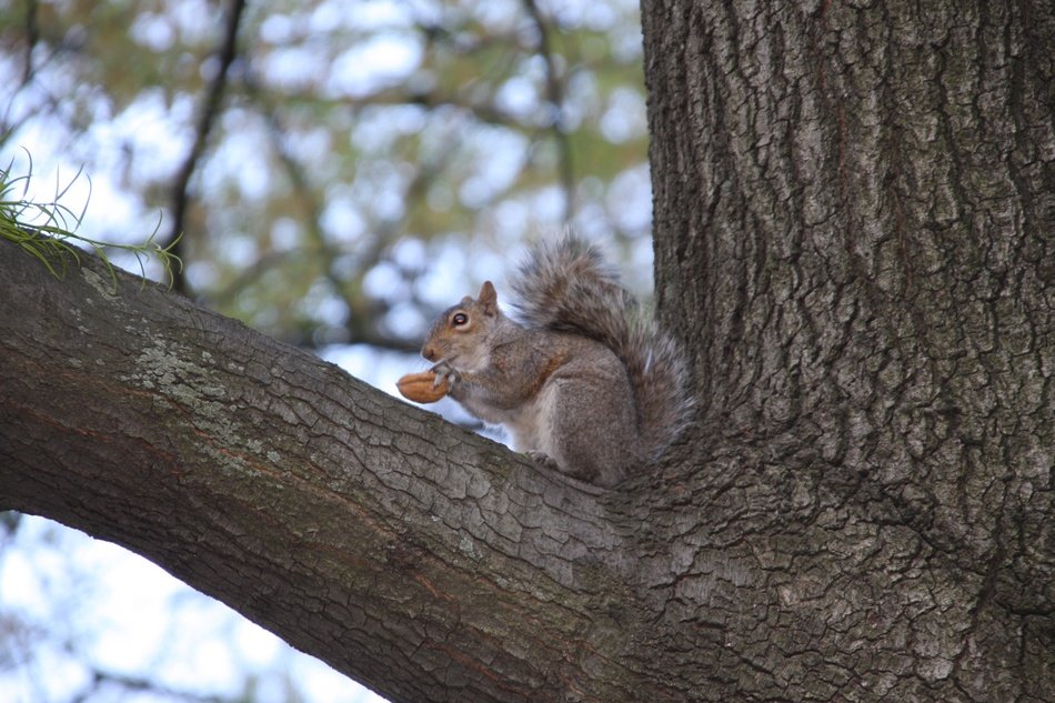 squirrel with nut on the tree branch