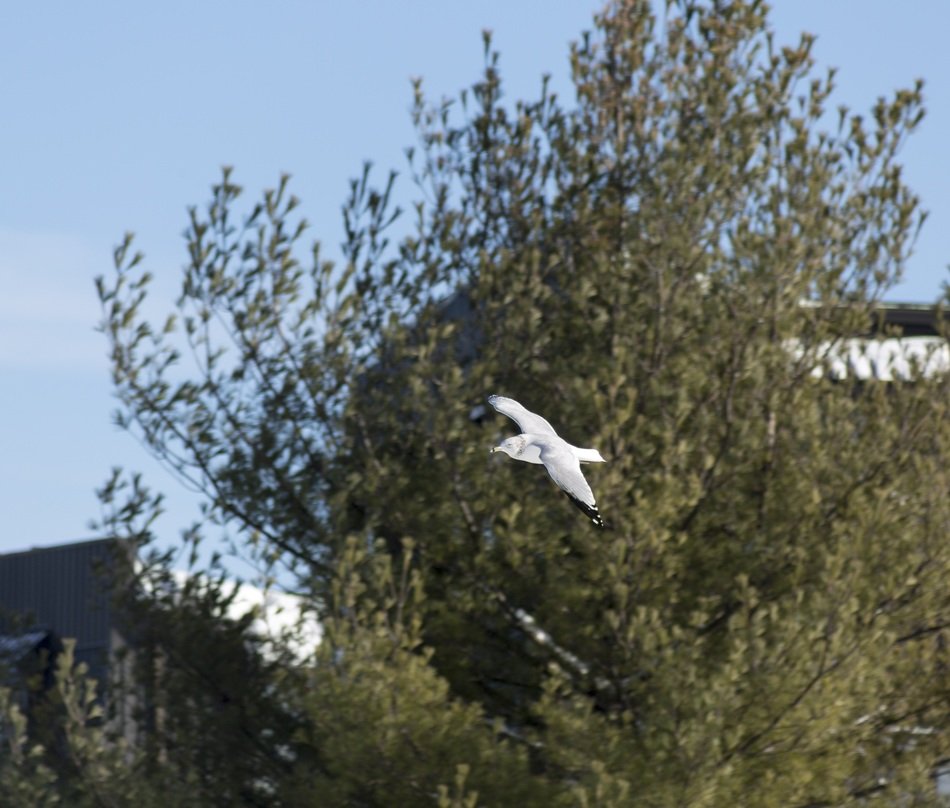 drifting seagull