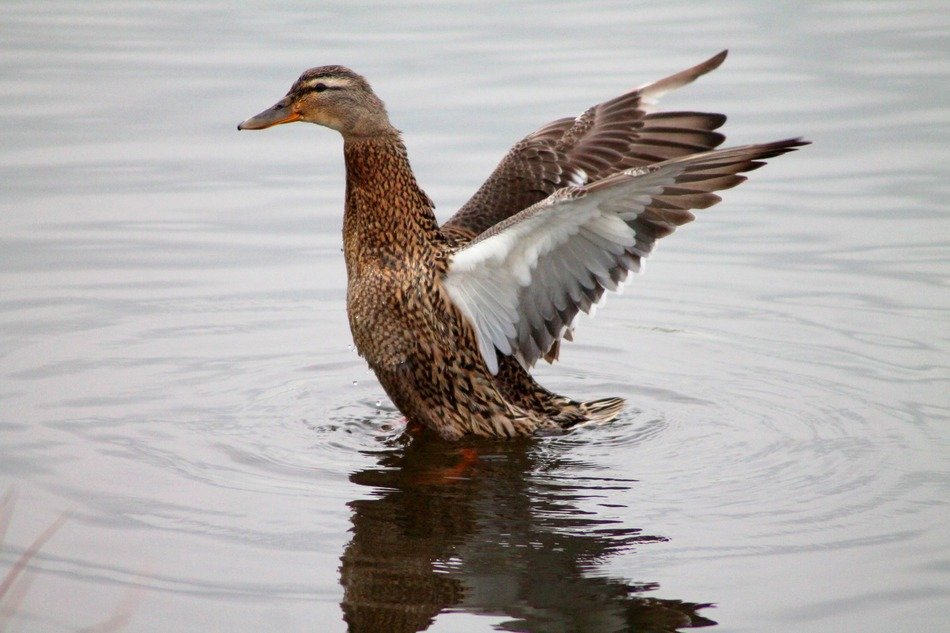 Duck in the wildlife on the water