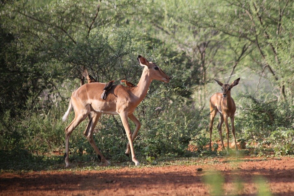 impala among bushes