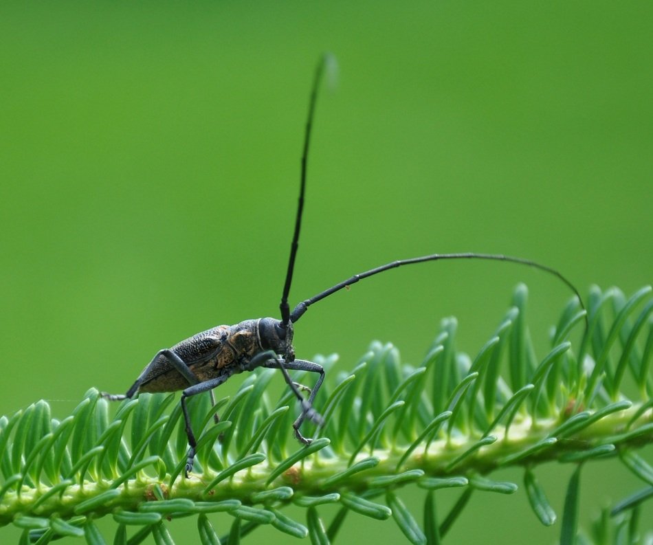 Closeup picture of The green Beetle on a plant