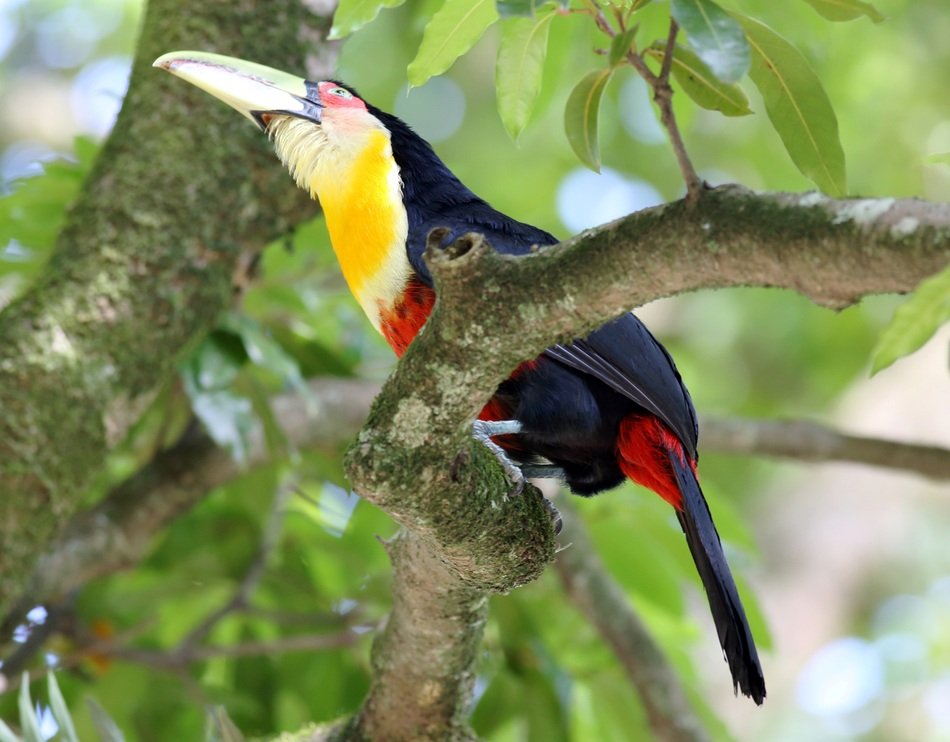 Tucano On The Branch on a blurred background
