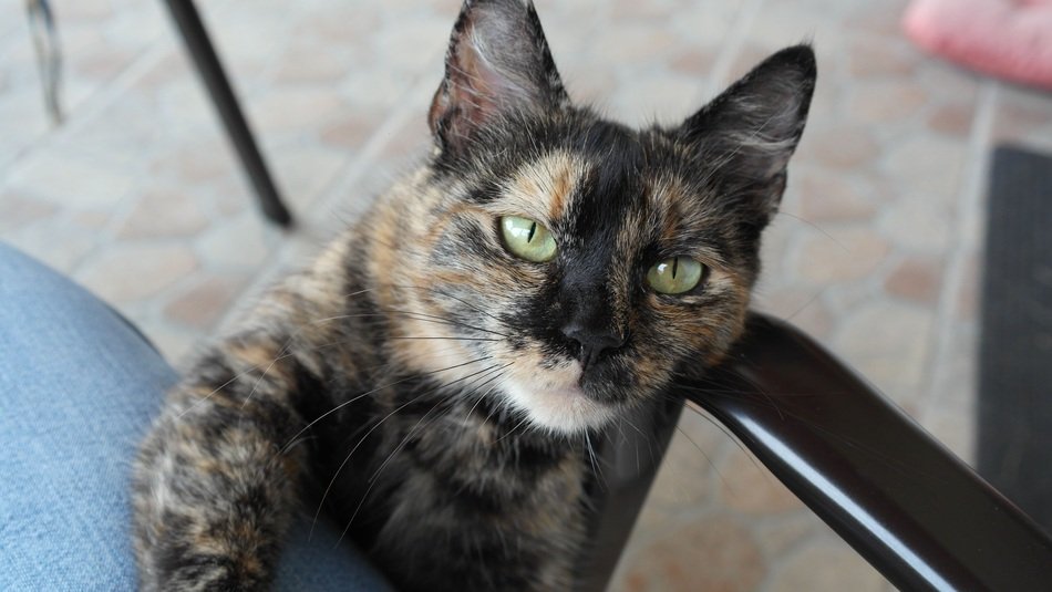 Portrait of the domestic cat