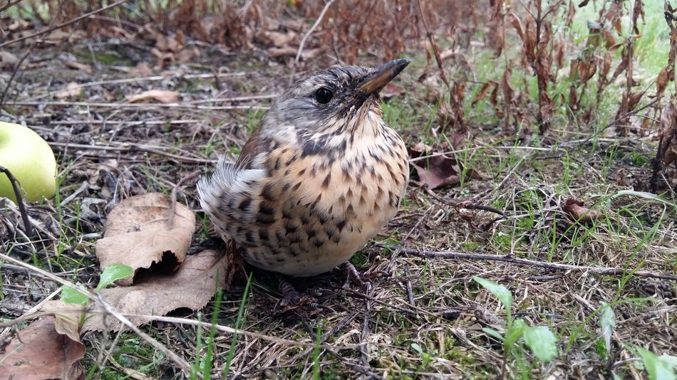 bird on the ground near the dry leaf
