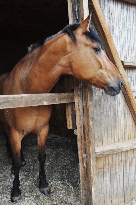 Domestic bay horse looking from stall