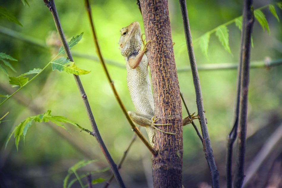 chameleon on a tree trunk