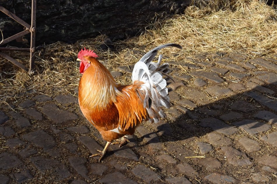 rooster in the yard