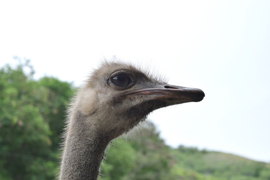 ostrich on background of trees