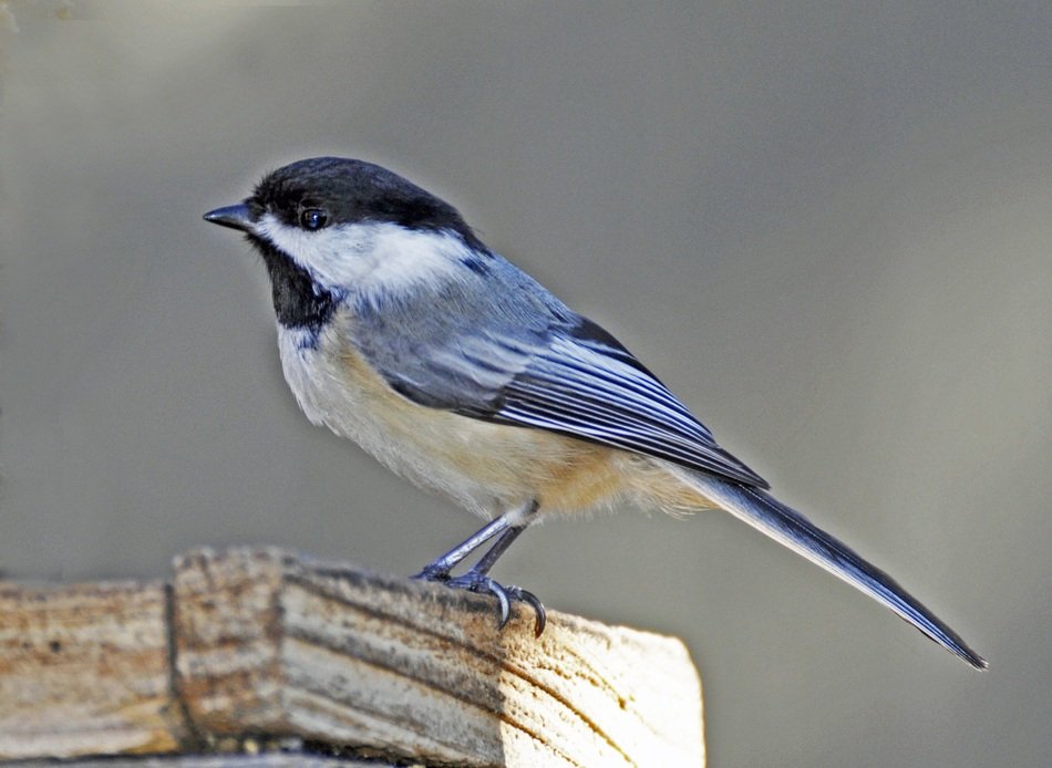 Bluebird sits on the fence