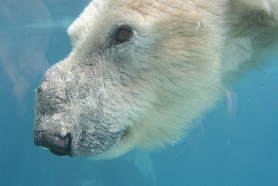the muzzle of the polar bear under water