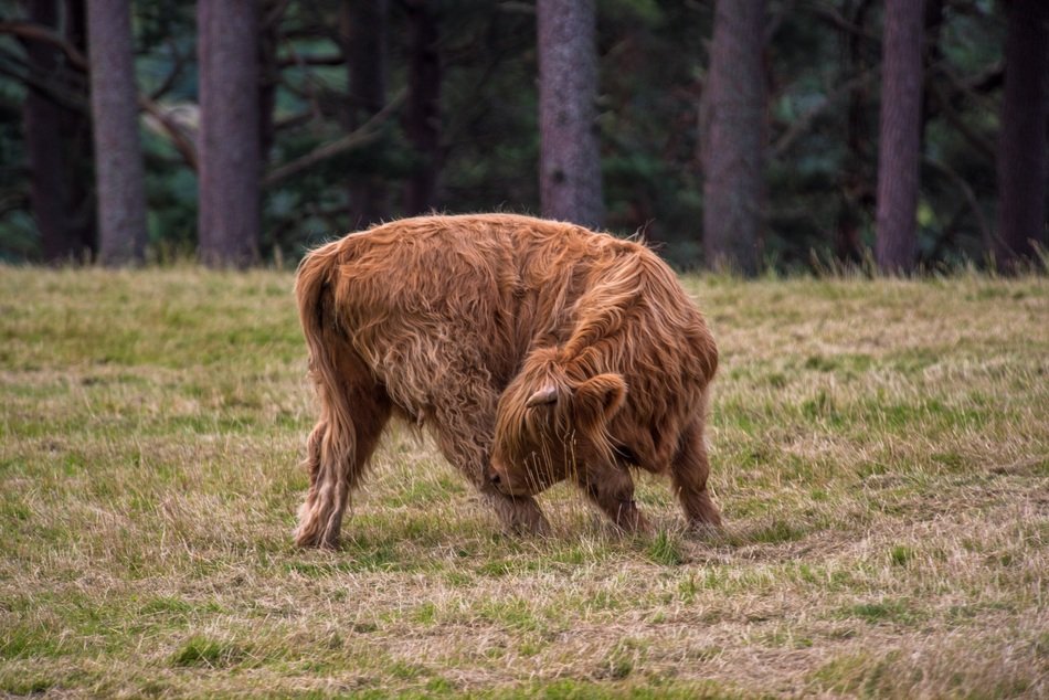 Buffalo on a meadow near the trees
