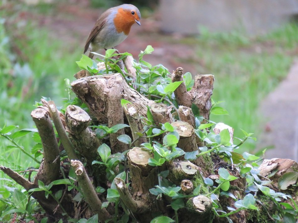 european robin in the forest