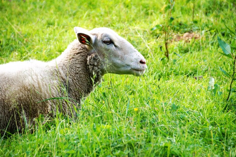 gorgeous beauty Sheep Animal