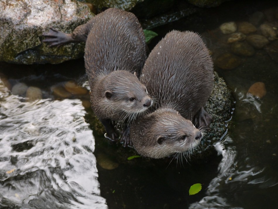 otters in wildlife