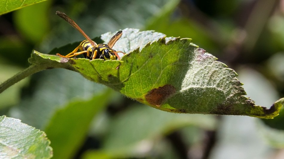 Giant Wasp on a leaf