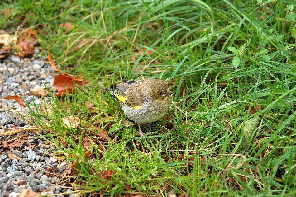 Greenfinch on the green grass