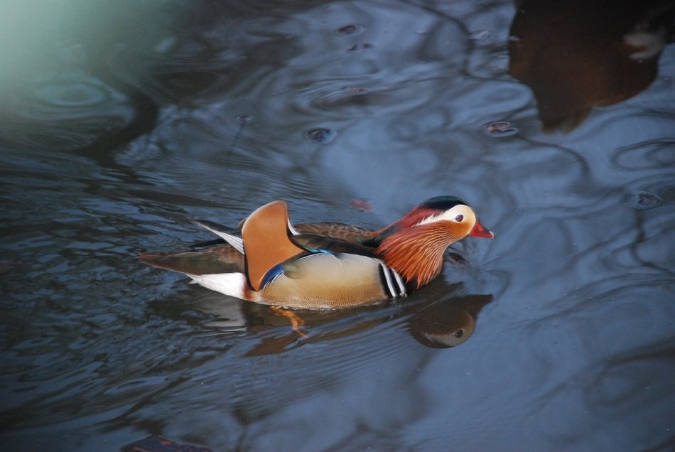 beautiful and cute Bird Duck
