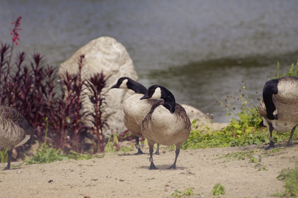a flock of black and white Canadian geese on the shore