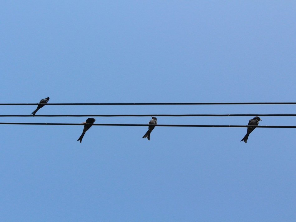 four swallows on high-voltage wires