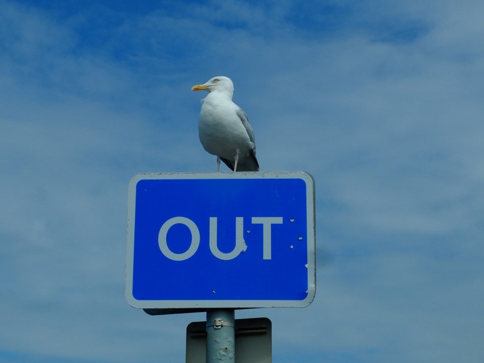 Seagull sits on the sign out