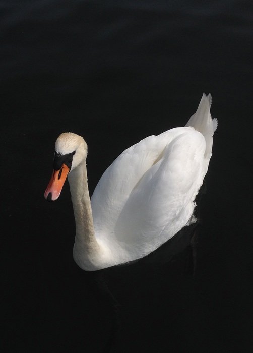 White beautiful swan in the water