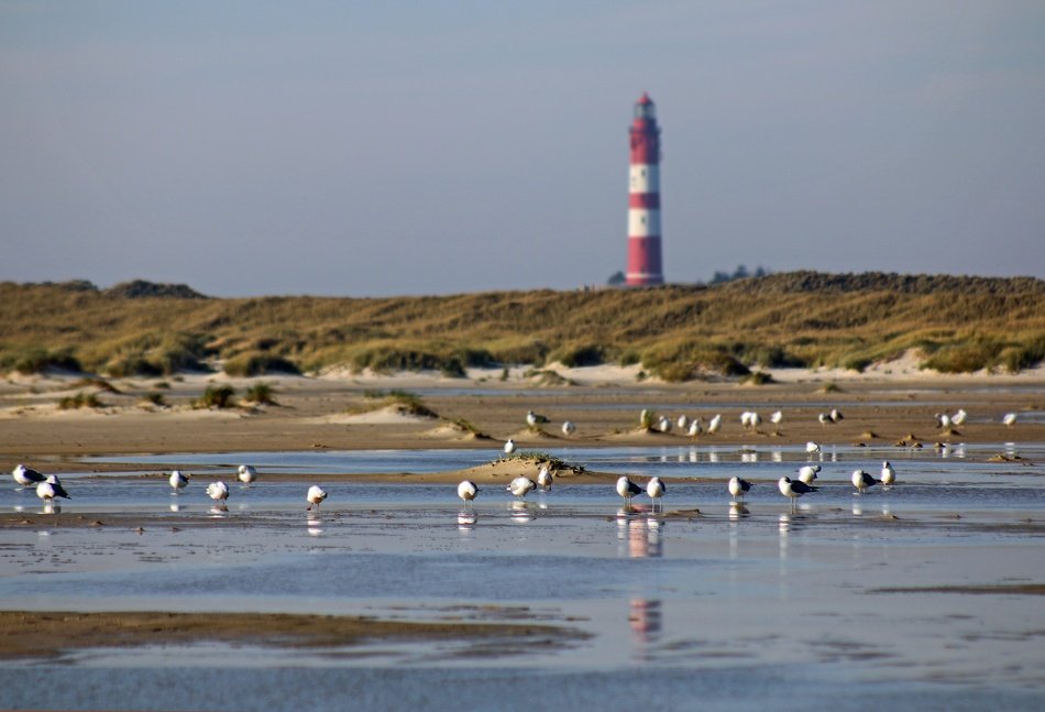 Gulls near the lighthouse on a sunny day