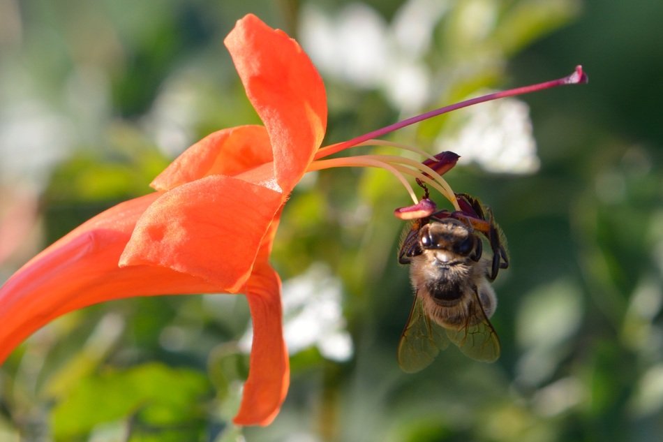 insect on a colorful flower in the sun