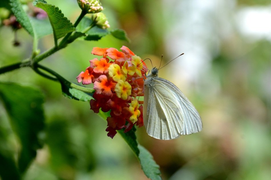 beautiful and cute white Butterfly