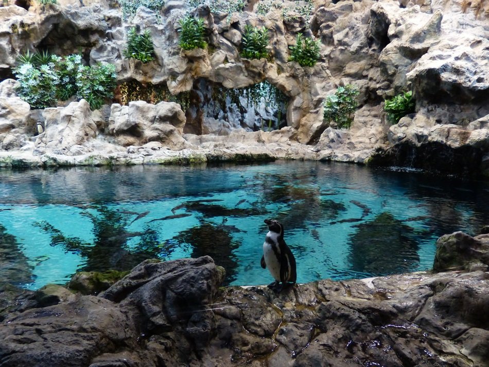 penguin on the shore of the blue pond