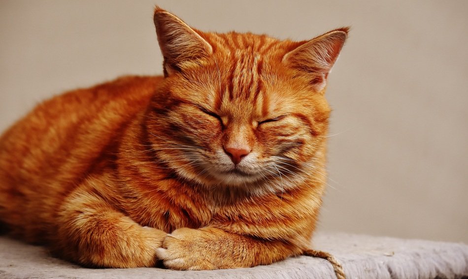 dozing cuddly red cat