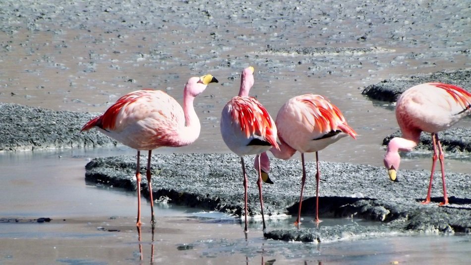 flamingo by the sea