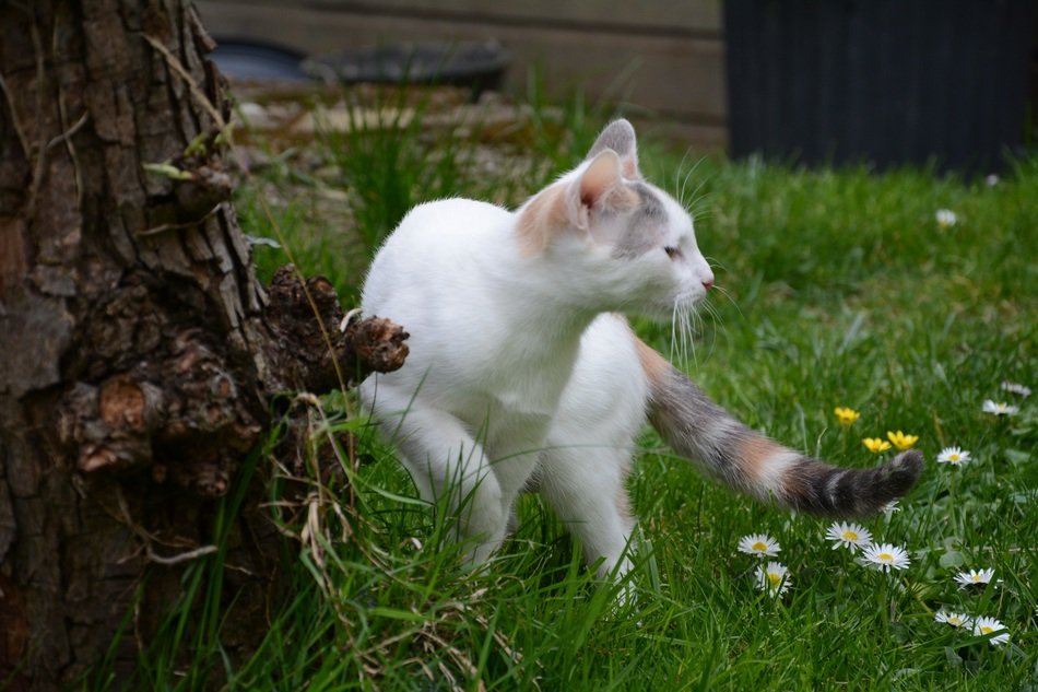Picture of the cute cat on a grass