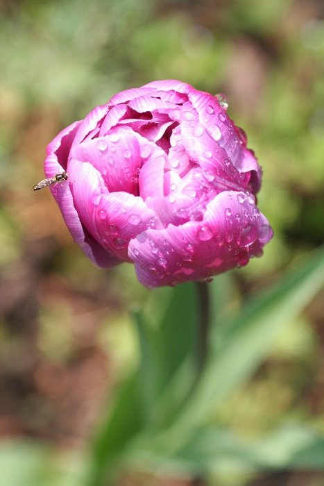 pink peony in drops of water