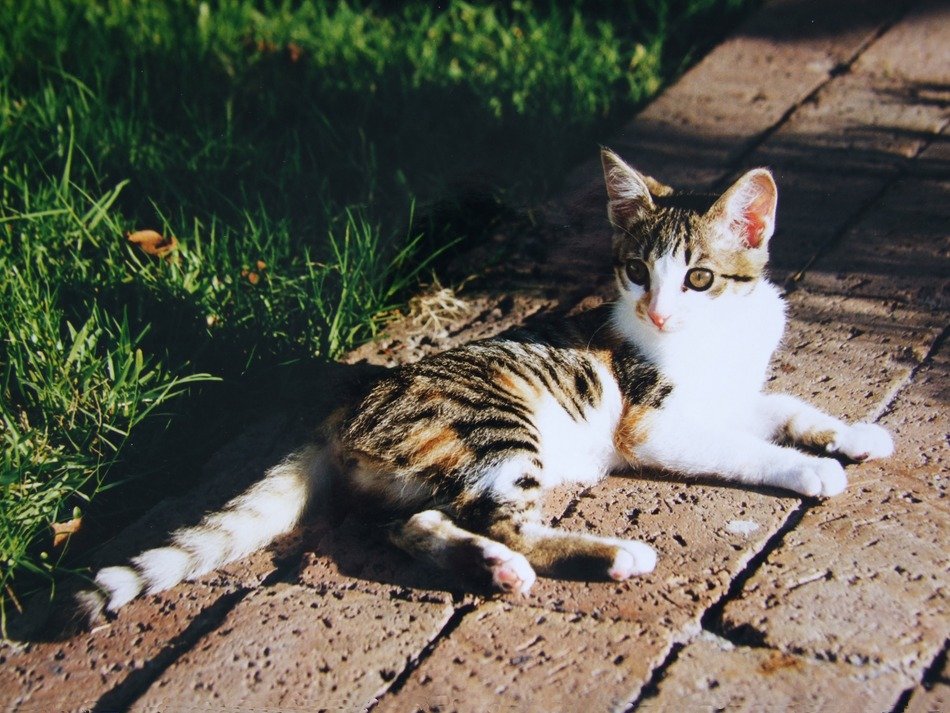 home cat lying in the sun