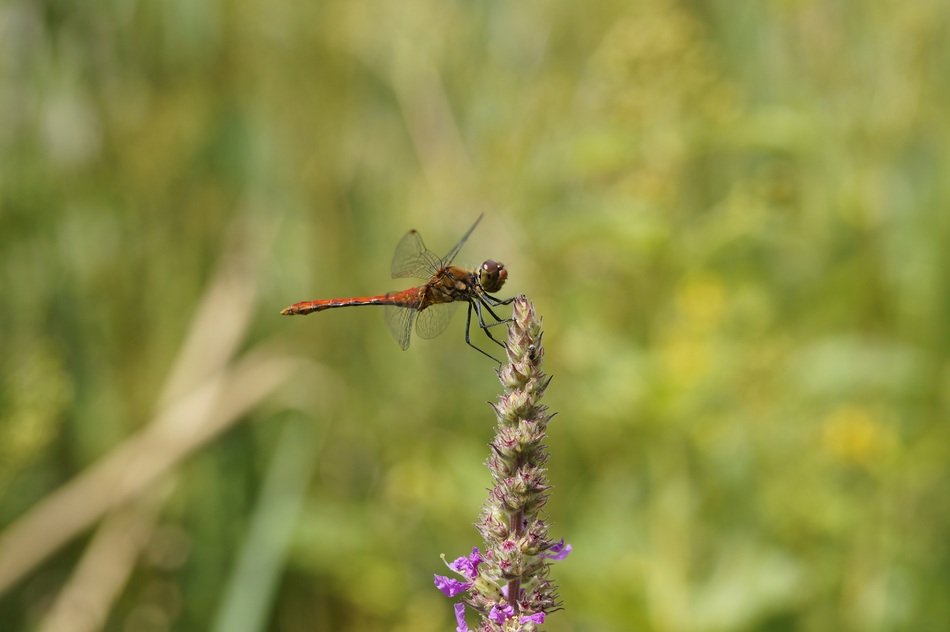 red dragonfly on the wild flower