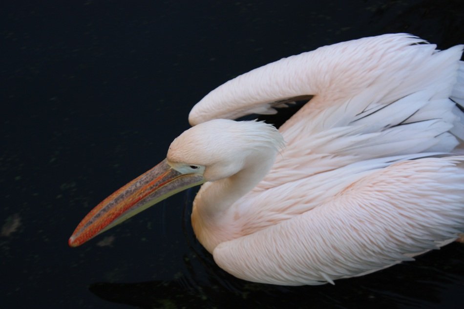 Pink pelican in the wildlife