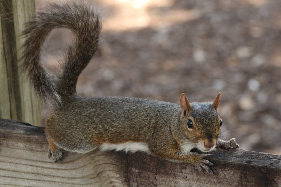 stunningly beautiful Squirrell