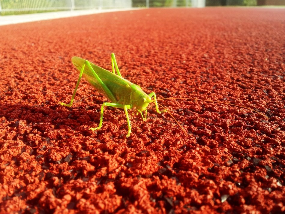 stunningly beautiful Grasshopper