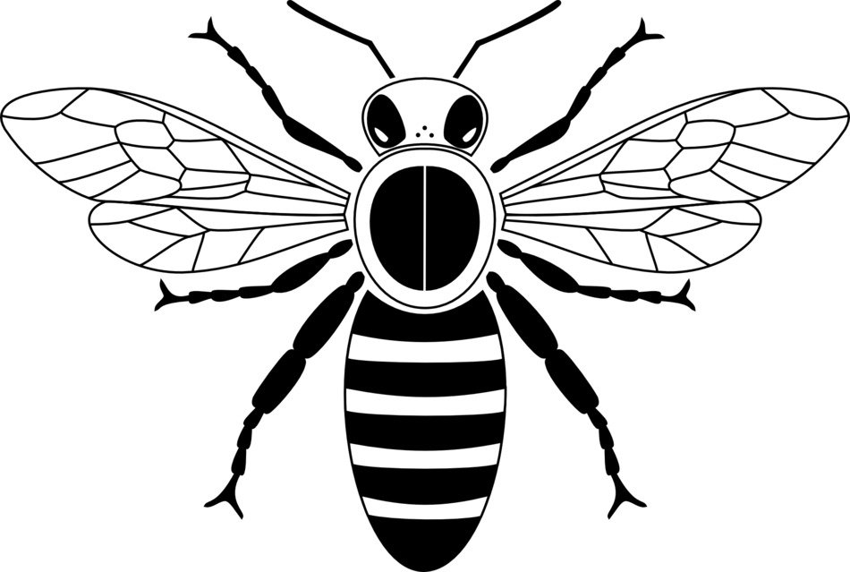 İllustration of Colourless honey bee
