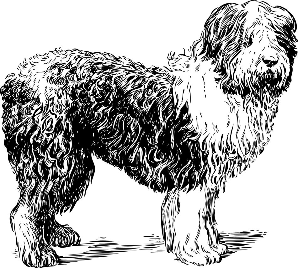 Sheepdog as a black and white vector art